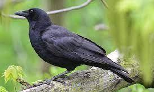 സിഗരറ്റ് കുറ്റി പെറുക്കാൻ കൂലിക്ക് കാക്കകളെ നി​യമിച്ച് സ്വീഡൻ; കാരണം രസകരമാണ്