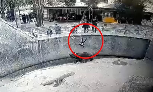 Mother Drops 3 Year Old Child Into Bear Enclosure In Horrifying Video