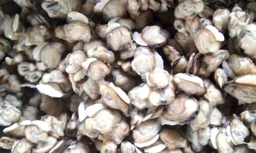 കുലം നശിപ്പിച്ച് മല്ലിക്കക്ക വാരൽ; പിടികൂടാൻ ഫിഷറീസ് വകുപ്പ് കുലം നശിപ്പിച്ച് മല്ലിക്കക്ക വാരൽ; പിടികൂടാൻ ഫിഷറീസ് വകുപ്പ്