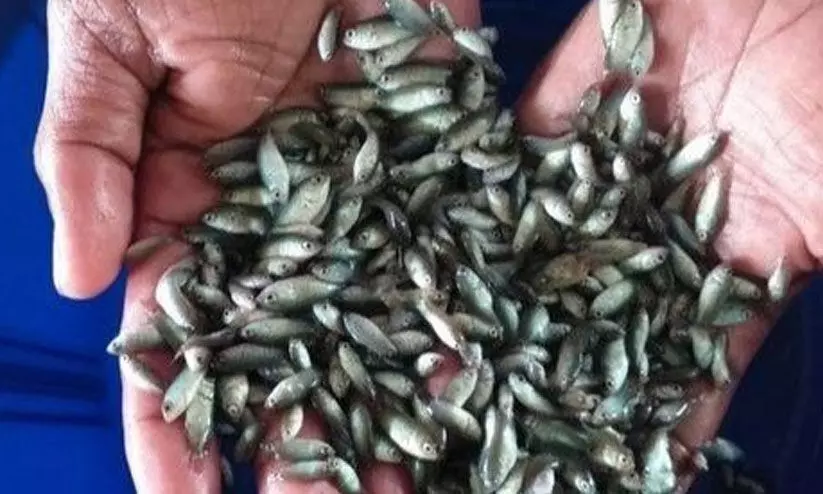 Fish Seed production center