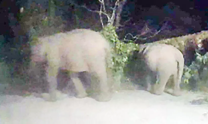 മൂന്നാർ ഡിവൈ.എസ്.പി ഓഫിസിൽ രണ്ടാം ദിനവും കാട്ടാനക്കൂട്ടം മൂന്നാർ ഡിവൈ.എസ്.പി ഓഫിസിൽ രണ്ടാം ദിനവും കാട്ടാനക്കൂട്ടം