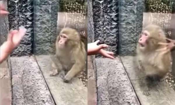 monkey sees magic trick