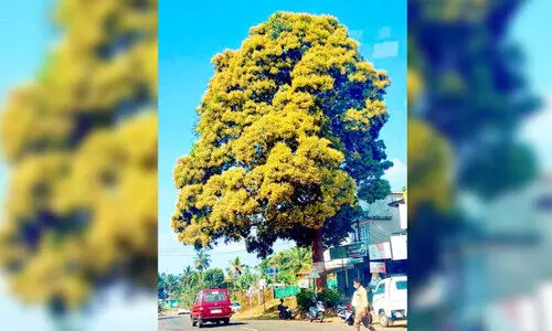 പി.ഡബ്ല്യൂ.ഡിക്കാരേ പ്ലീസ്...ഈ മാങ്ങകൾ പഴുത്ത് മധുരി​ക്ക​ട്ടെ
