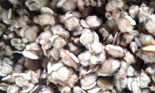 കുലം നശിപ്പിച്ച് മല്ലിക്കക്ക വാരൽ; പിടികൂടാൻ ഫിഷറീസ് വകുപ്പ് കുലം നശിപ്പിച്ച് മല്ലിക്കക്ക വാരൽ; പിടികൂടാൻ ഫിഷറീസ് വകുപ്പ്