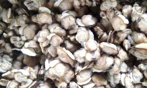 കുലം നശിപ്പിച്ച് മല്ലിക്കക്ക വാരൽ; പിടികൂടാൻ ഫിഷറീസ് വകുപ്പ് കുലം നശിപ്പിച്ച് മല്ലിക്കക്ക വാരൽ; പിടികൂടാൻ ഫിഷറീസ് വകുപ്പ്