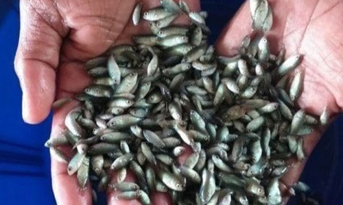 Fish Seed production center