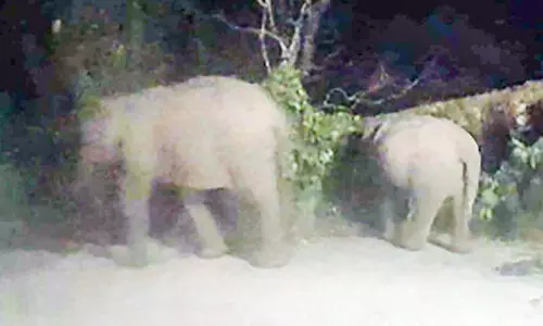 മൂന്നാർ ഡിവൈ.എസ്​.പി ഓഫിസിൽ ​രണ്ടാം ദിനവും കാട്ടാനക്കൂട്ടം