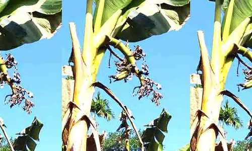 വാഴക്കർഷകർക്ക് ഭീഷണിയായി തത്തകൾ