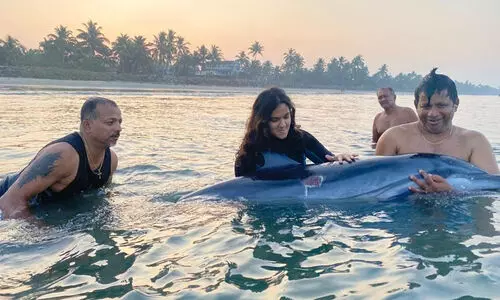 മൂലംകുഴി ബീച്ചിൽ പരിക്കേറ്റ ഡോൾഫിൻ; കടലിൻെറ സുരക്ഷയിലേക്ക് തിരിച്ചയച്ച് ഇവർ...