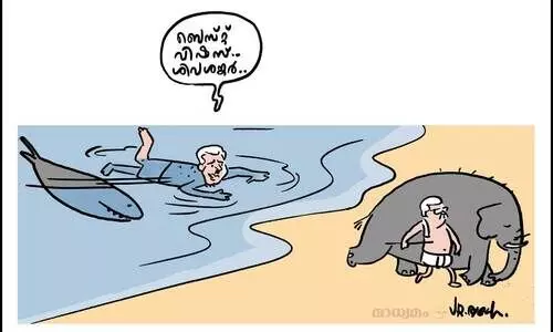 ആനയും സ്രാവും