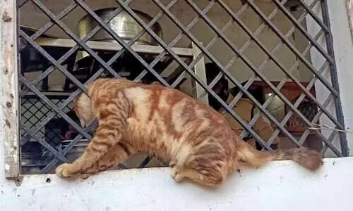 അടുക്കളയിൽ അതിക്രമിച്ചു കയറുന്നതിനിടെ തല കുടുങ്ങി; പൂച്ചക്ക്​ രക്ഷകരായി ഫയർഫോഴ്​സ്​