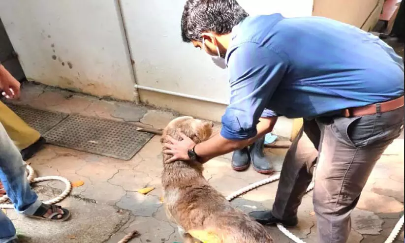 Adoor Prakashs dog falls