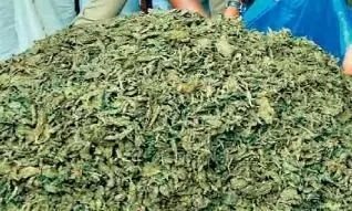 Stolen lorries are used to smuggle cannabis Stolen lorries are used to smuggle cannabis