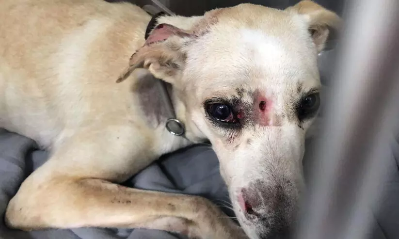 ഷാർജയിൽ നായ്​ക്ക് വെടിയേറ്റ സംഭവത്തിൽ അന്വേഷണം