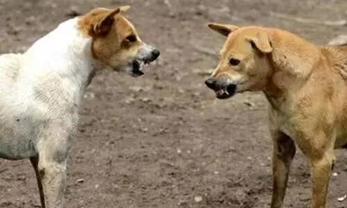 തെരുവുനായ്​ വാക്സിനേഷൻ; രണ്ടാംഘട്ടത്തിനും വെല്ലുവിളിയായി സാമ്പത്തിക പ്രതിസന്ധി