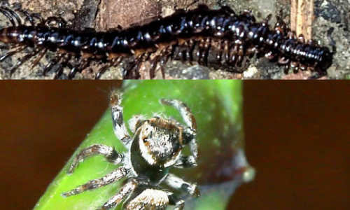 Carrhotus tholpettyensis, Delarthrum anomalans