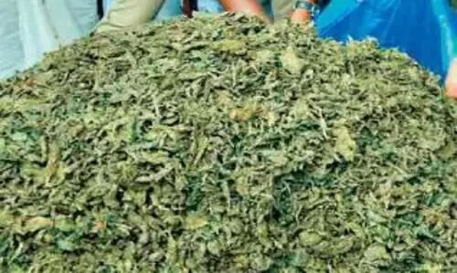 Stolen lorries are used to smuggle cannabis