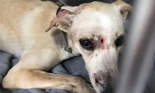 ഷാർജയിൽ നായ്​ക്ക് വെടിയേറ്റ സംഭവത്തിൽ അന്വേഷണം