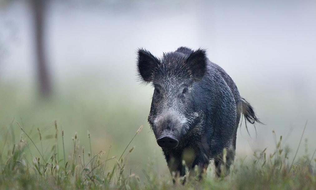 151 കാട്ടുപന്നികളെ വെടിെവച്ചുകൊന്നതായി എടവണ്ണ ഫോറസ്റ്റ് ഓഫിസര് 151 കാട്ടുപന്നികളെ വെടിെവച്ചുകൊന്നതായി എടവണ്ണ ഫോറസ്റ്റ് ഓഫിസര്
