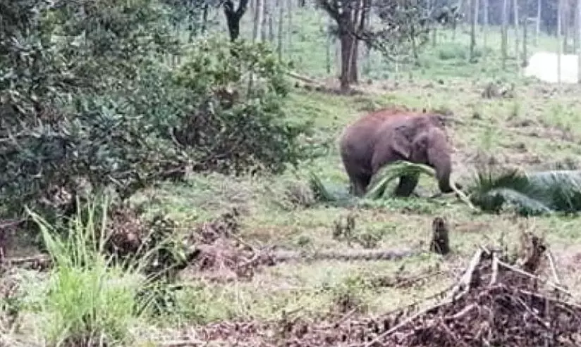 കാട്ടാന ആക്രമണം: ആറളം ഫാമിന് ലഭിക്കാനുള്ളത് 19 കോടി