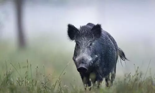 151 കാട്ടുപന്നികളെ വെടി​െവച്ചുകൊന്നതായി എടവണ്ണ ഫോറസ്റ്റ് ഓഫിസര്‍