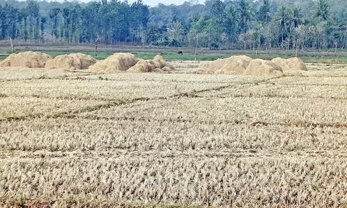 വൈക്കോൽ വില ഇടിയുന്നു; നെൽകർഷകർക്ക്​ തിരിച്ചടി