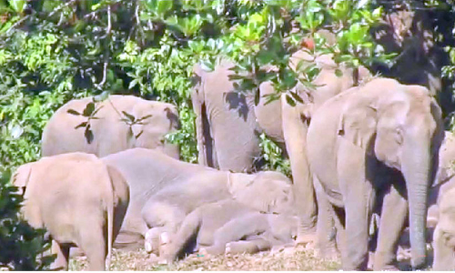 പുഴയോരത്ത് കുട്ടിയാനയുടെ സുഖനിദ്ര; അകമ്പടിയായി കാട്ടാനക്കൂട്ടം