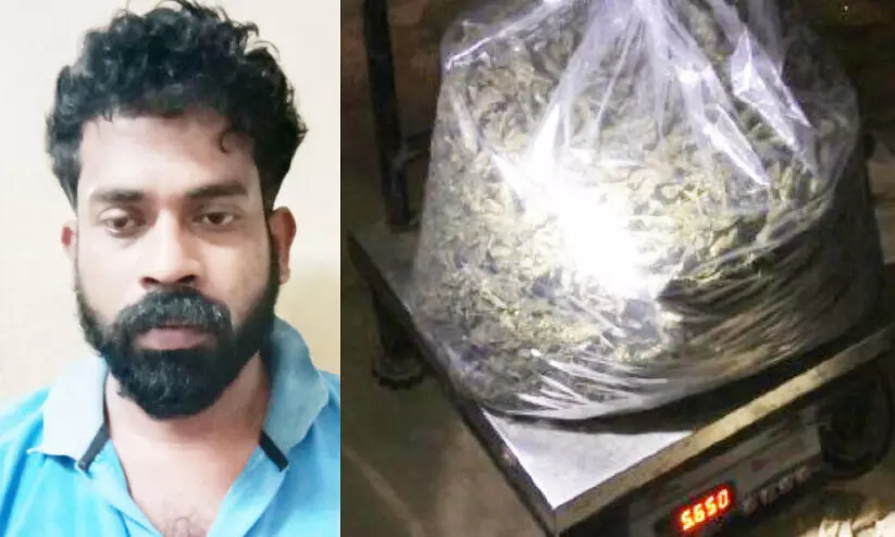 താമരശ്ശേരിയിൽ വൻ കഞ്ചാവ് വേട്ട: പിടികൂടിയത് അഞ്ചര കിലോ കഞ്ചാവ്