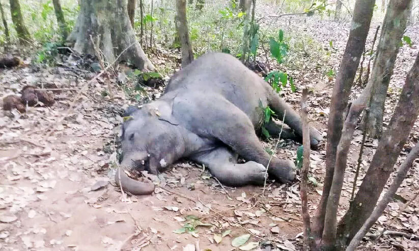 കാട്ടാനയെ ചെരിഞ്ഞ നിലയിൽ കണ്ടെത്തി