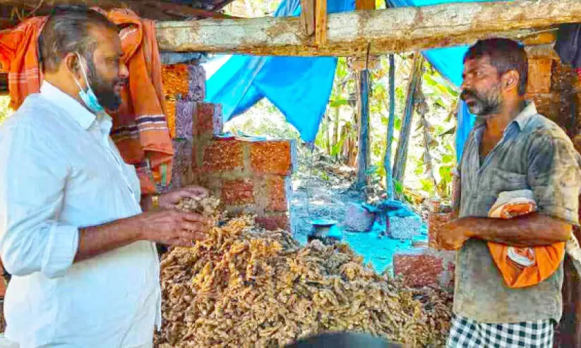 ഇഞ്ചി കർഷകന്റെ ദുരിതത്തിന് ആശ്വാസമായി മലഞ്ചരക്ക് വ്യാപാരി