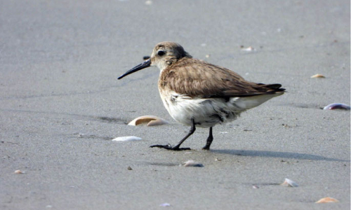 Dunlin @ Kadalundi