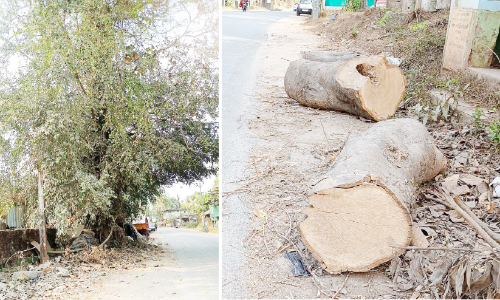 മരം മുറിച്ച്​ മരുഭൂമിയാക്കി; റോഡ്​ നവീകരണത്തെ ബാധിക്കാത്ത മരങ്ങളും വെട്ടിവീഴ്ത്തുന്നു