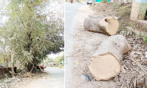 മരം മുറിച്ച്​ മരുഭൂമിയാക്കി; റോഡ്​ നവീകരണത്തെ ബാധിക്കാത്ത മരങ്ങളും വെട്ടിവീഴ്ത്തുന്നു