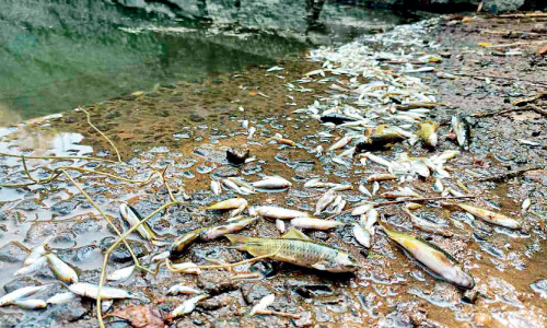 Anti-social elements have killed fish fry