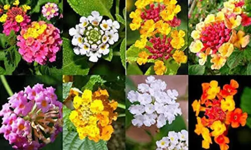 Lantana1
