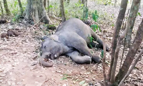 കാട്ടാനയെ ചെരിഞ്ഞ നിലയിൽ കണ്ടെത്തി