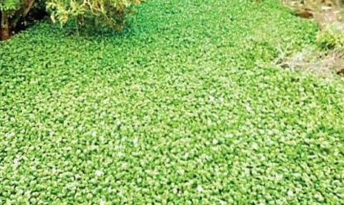 ആലപ്പുഴ നഗരസഭക്ക്​ പുതിയപദ്ധതി: കുളവാഴ മധുരയിലേക്ക്‌