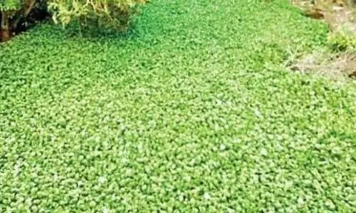 ആലപ്പുഴ നഗരസഭക്ക്​ പുതിയപദ്ധതി: കുളവാഴ മധുരയിലേക്ക്‌