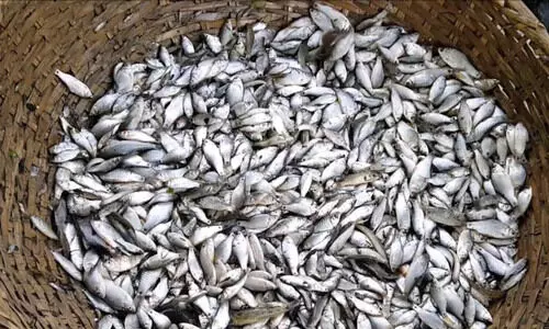 ചെ​റു മ​ത്സ്യം  പി​ടി​ക്കു​ന്ന​തി​ന് വി​ല​ക്ക്