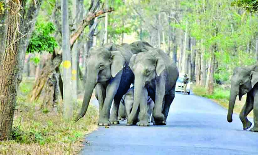 അതിർത്തി കടന്ന് അതിഥികളെത്തുന്നു, പച്ചപ്പുതേടി അതിർത്തി കടന്ന് അതിഥികളെത്തുന്നു, പച്ചപ്പുതേടി