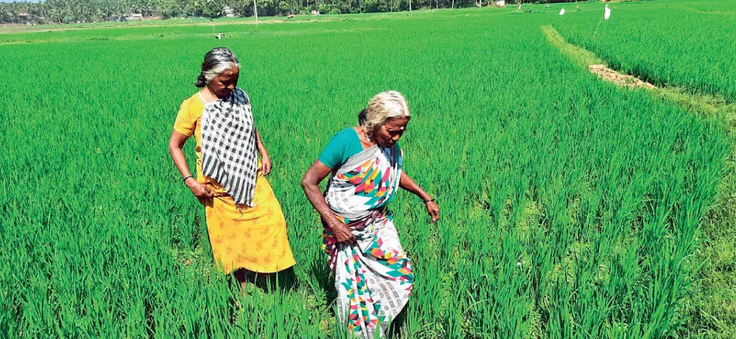 At the age of 70, still loves farming Two great-grandmothers