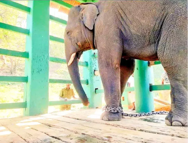 Kunkiyana was transferred to a training center Kunkiyana was transferred to a training center