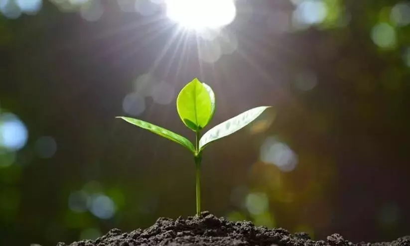 Light Light