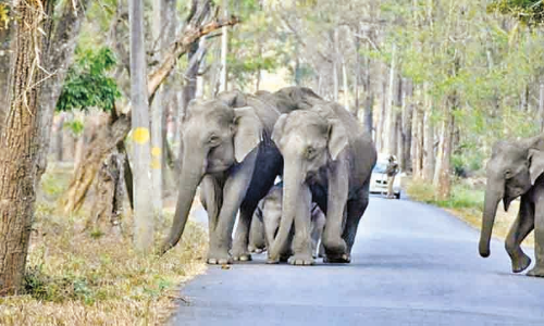 അതിർത്തി കടന്ന് അതിഥികളെത്തുന്നു, പച്ചപ്പുതേടി