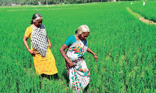 At the age of 70, still loves farming Two great-grandmothers