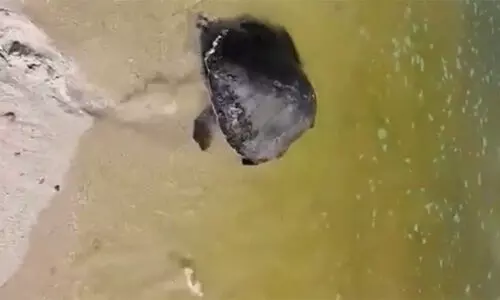 വ​ല​ക​ളി​ൽ കു​ടു​ങ്ങി​യ ആ​മ​യെ  ര​ക്ഷ​പ്പെ​ടു​ത്തി