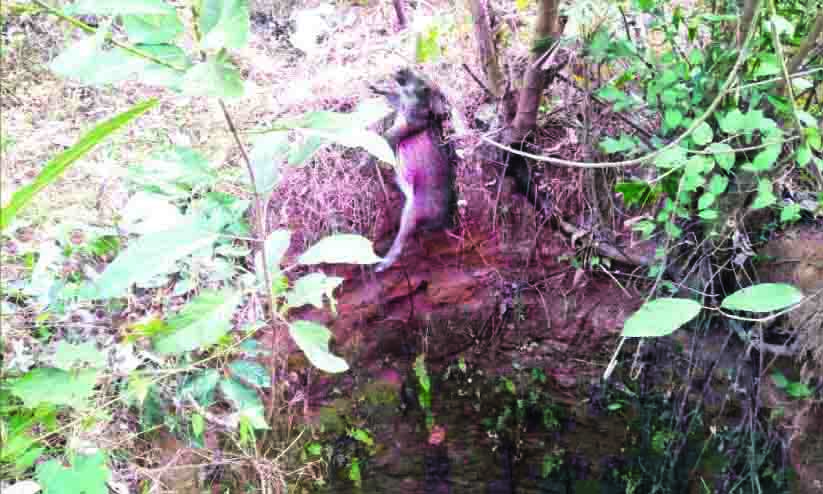 കിണറ്റിൽ വീണ കാട്ടുപന്നിയെ വെടിവെച്ചു കൊന്നു കിണറ്റിൽ വീണ കാട്ടുപന്നിയെ വെടിവെച്ചു കൊന്നു