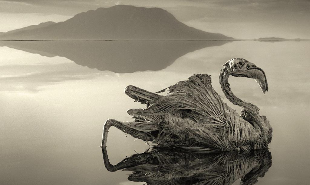 Lake Natron That Turns Animals to Stone Lake Natron That Turns Animals to Stone