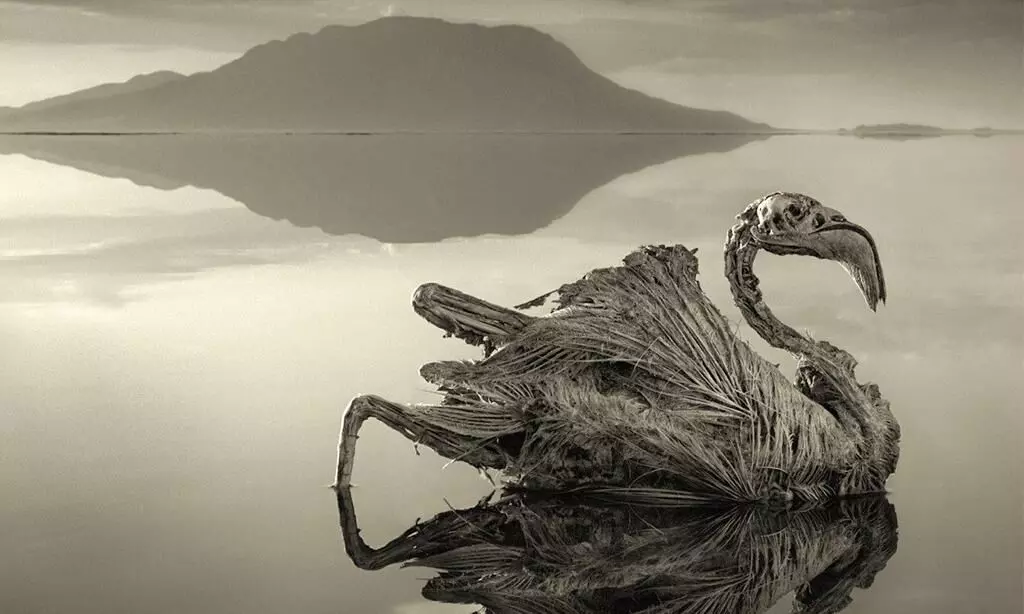 Lake Natron That Turns Animals to Stone