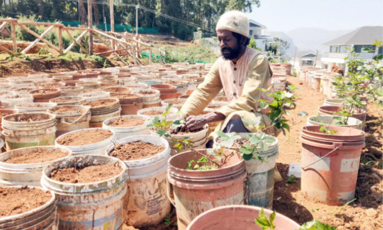 Bucket is Shihabuddins farm